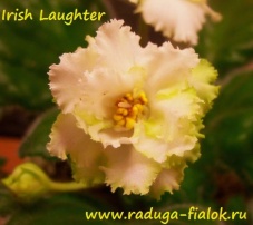 Irish Laughter