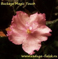 Buckeye Magic Touch 