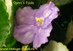 Opera's Paolo
