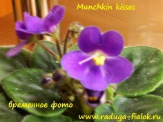 Munchkin kisses (мини)